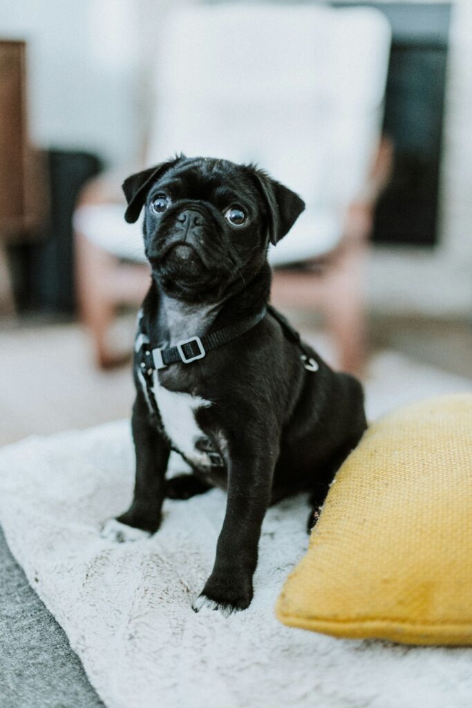 a black little pet dog
