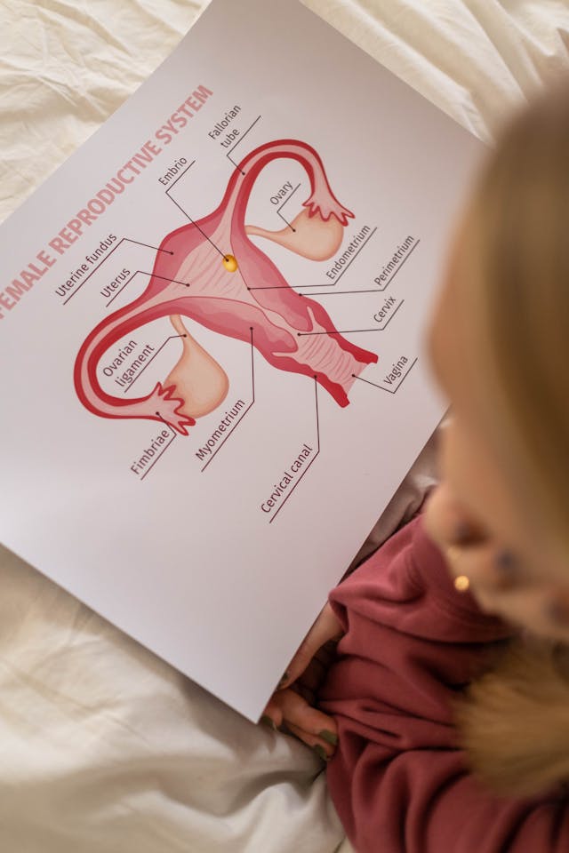 diagram of female reproductive organ